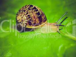 retro look snail slug