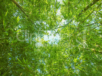 bamboo plants