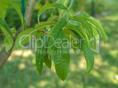 peach tree leaf