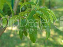 peach tree leaf