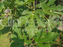 fig tree leaf