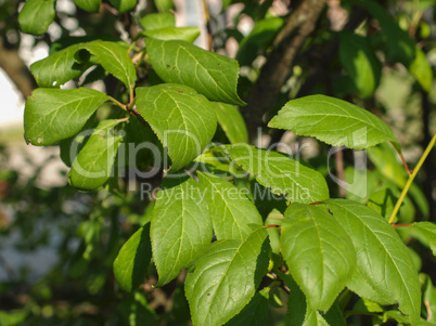 prune tree leaf