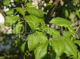 prune tree leaf