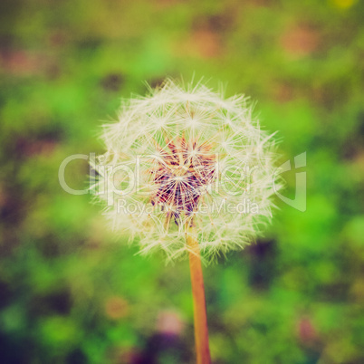 retro look dandelion picture