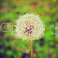 retro look dandelion picture