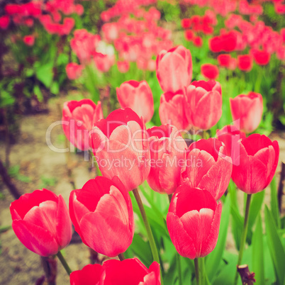 retro look tulips