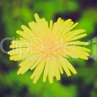 retro look dandelion