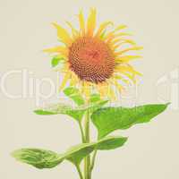 retro look sunflower flower