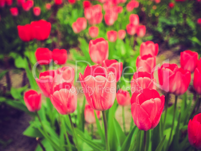 retro look tulips picture