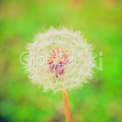 retro look dandelion