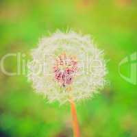 retro look dandelion