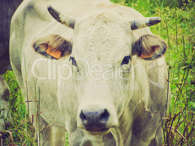 retro look cow picture