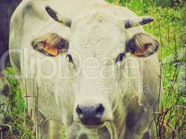 retro look cow picture