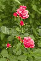 pink rose in flowerbed