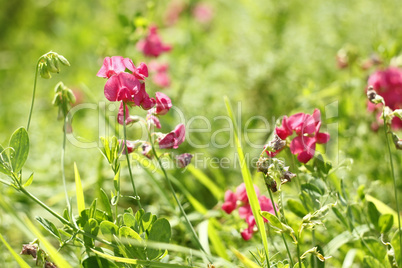 red flowers of leguminous plant