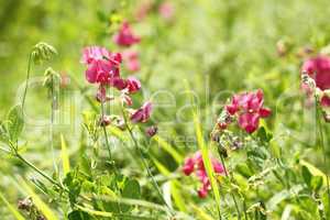 red flowers of leguminous plant