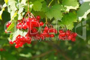 viburnum berries on the bush
