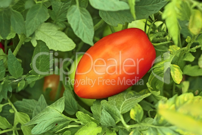 red tomato in garden