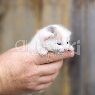 little kitten sitting on the palms