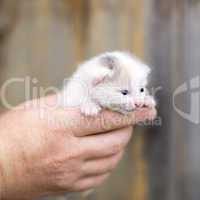 little kitten sitting on the palms