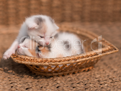 two sleeping kittens