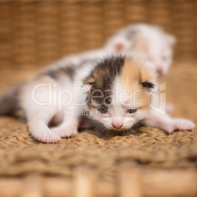 two sleeping kittens