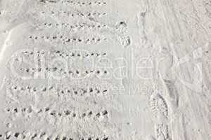 footprints and tracks in fresh white snow