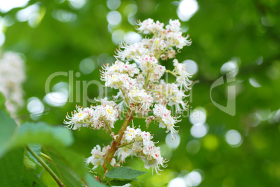 blooming chestnut