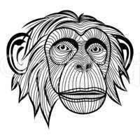 monkey chimpanzee head