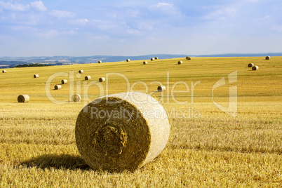 Round bales in the field
