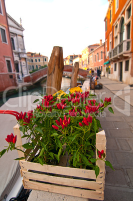 venice italy red chili pepper plant