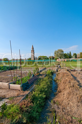 venice burano mazorbo vineyard