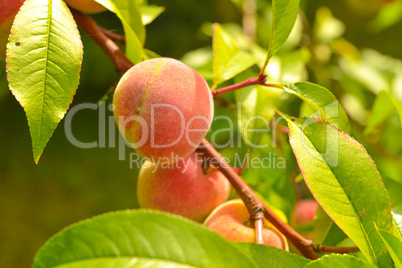 the peach, prunus persica,