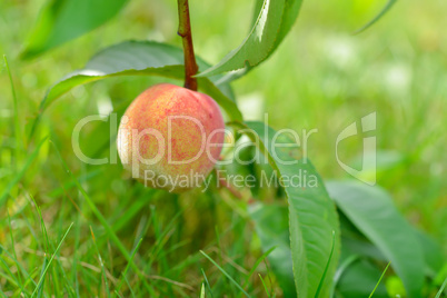 the peach, prunus persica,