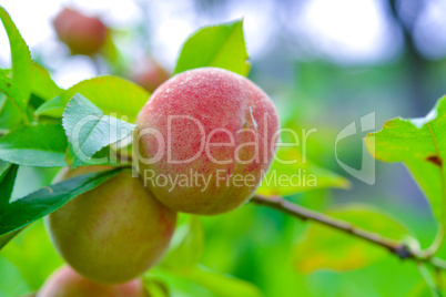 the peach, prunus persica,