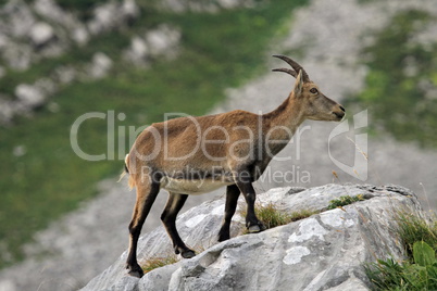 Wild alpine ibex - steinbock