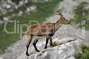Wild alpine ibex - steinbock