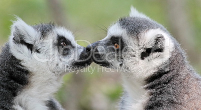 Lemur catta (maki) of Madagascar