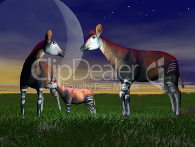 Okapi family - 3D render