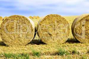 Round bales in the field