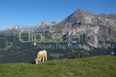 Grazing cow and beautiful mountain