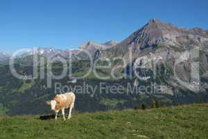 Spitzhorn and young cow