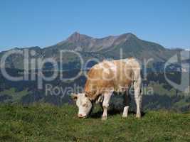 Young grazing cow in front of the Lauenenhorn