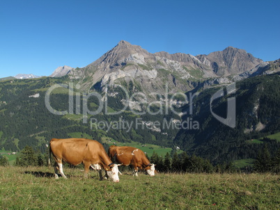 Grazing Simmental Cows and mountains