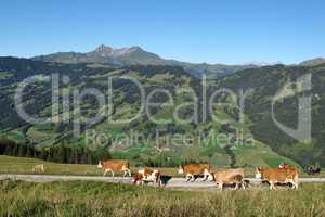 Simmental cows on a farm near Gstaad
