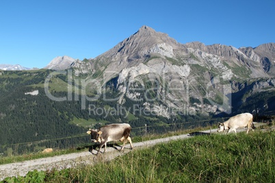 Raetisches Grauvieh and mountains