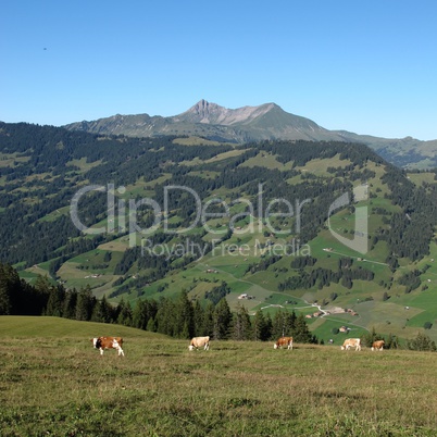 Grazing cows in the Alps