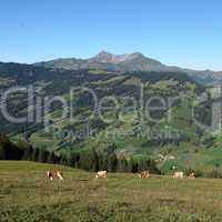 Grazing cows in the Alps