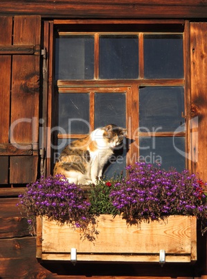 Cat sitting in front of a old window.