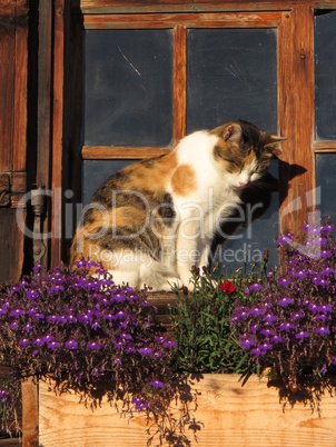 Cat sitting in front of a window